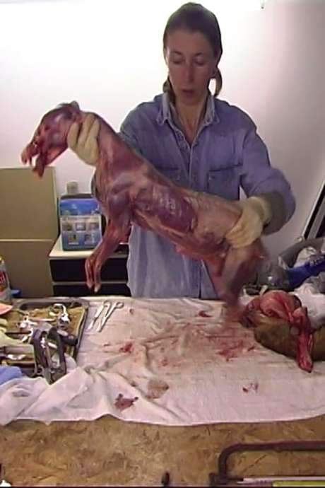 Through stark visual juxtaposition, the filmmaker skins a fox, confronting death, which triggers a cascade of memories and ideas. The film’s editing weaves these threads together, creating an experimental examination of how far narrative comprehension can be stretched.